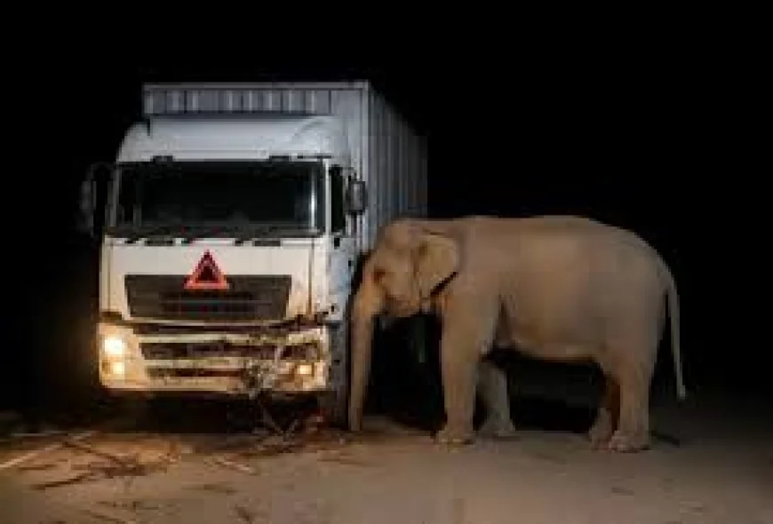 Anak Gajah Tewas Tertabrak Truk di Perak, Induk Setia Menjaga
